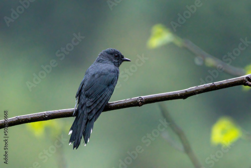 Black-winged cuckooshrike or lesser grey cuckooshrike or dark grey cuckooshrike (Lalage melaschistos) spotted in Mishmi Hills in Arunachal Pradesh, India