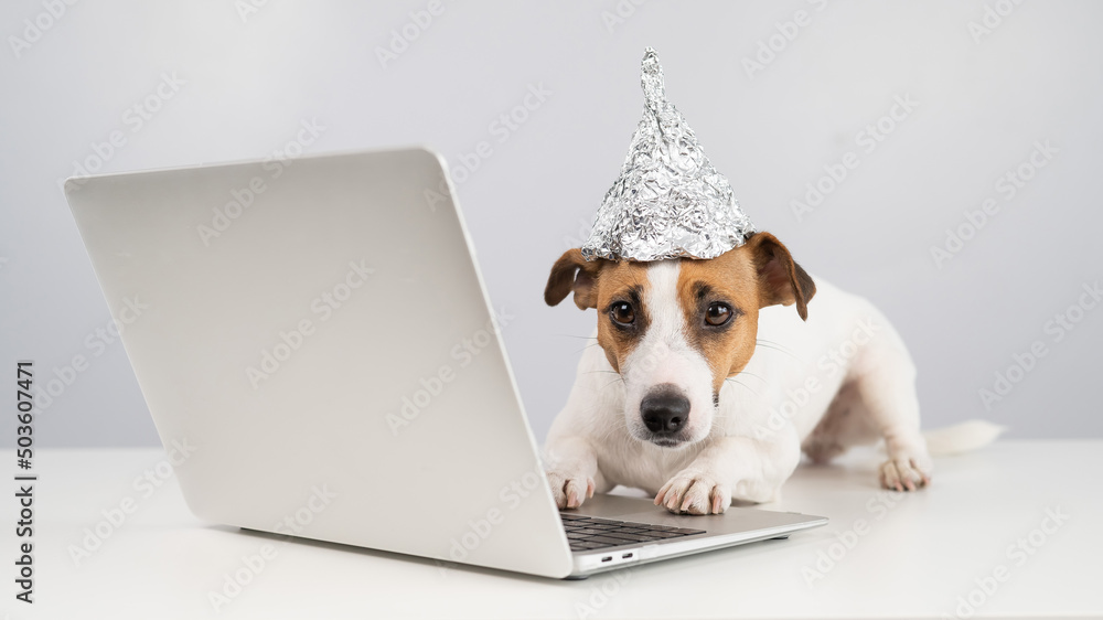 Jack Russell Terrier dog in a foil hat works at a laptop. 