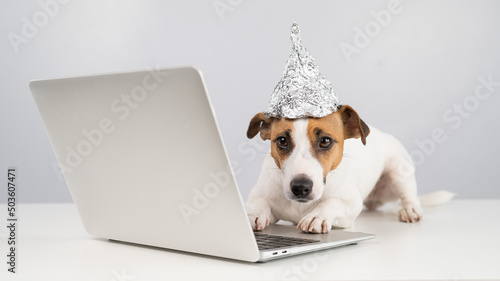 Jack Russell Terrier dog in a foil hat works at a laptop.  © Михаил Решетников
