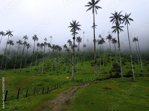 Arboles de Palma de cera con Niebla