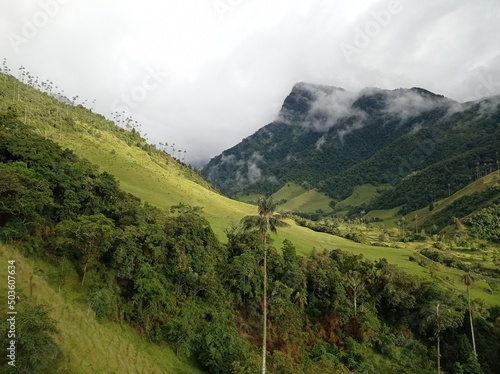 Paisaje del Valle del Cocora. Quindío, Colombia