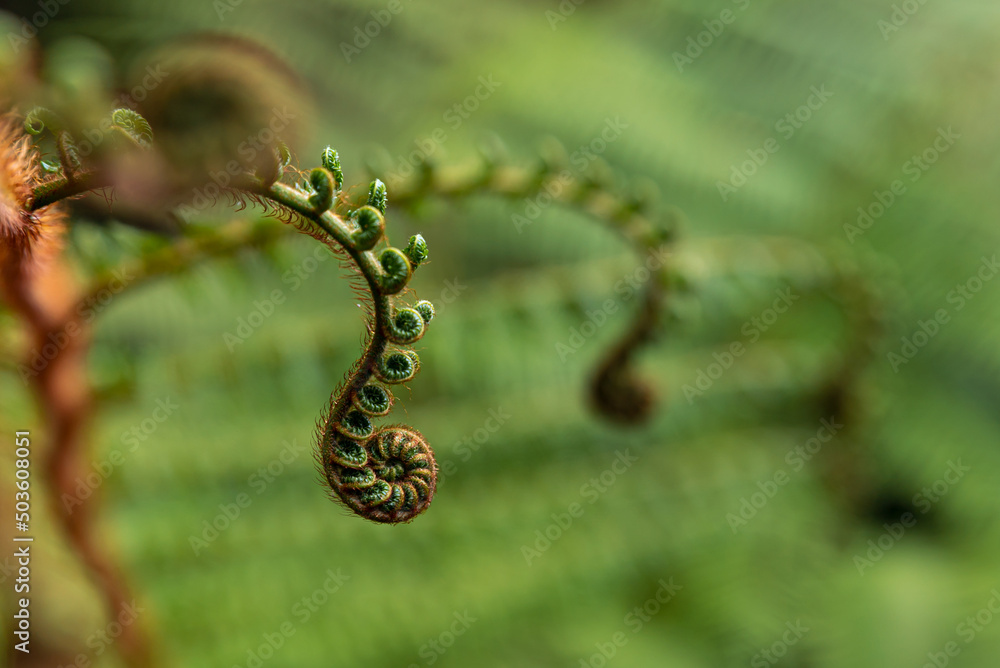 Obraz premium Macro Fern