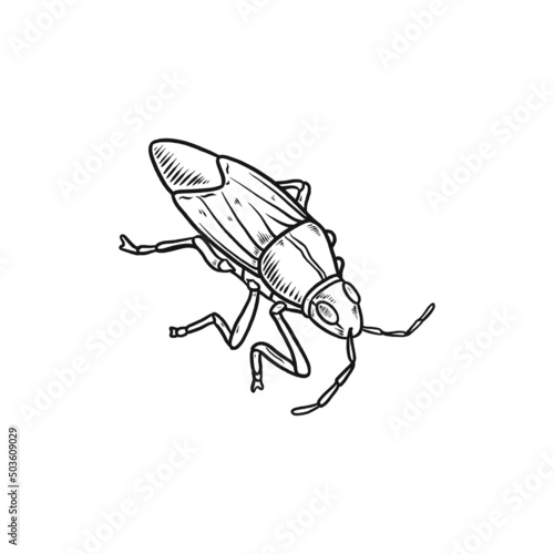 boxelder bug hand drawn illustration