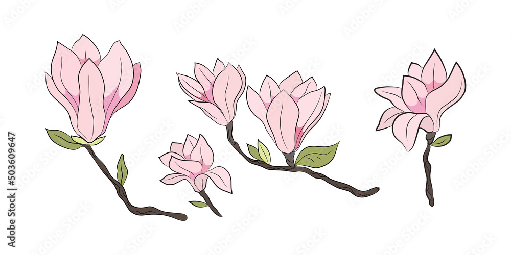 Magnolia 5 flowers, set drawn by lines with color. Isolated bud on a branch. For invitations and postcards