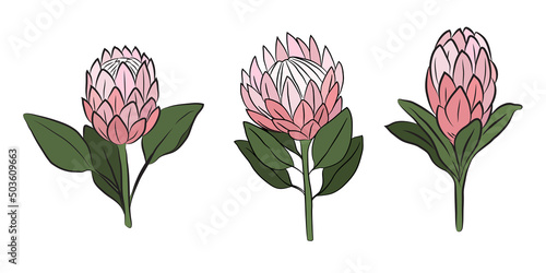 Protea flowers, set of 3 large buds, drawn with color. Isolated bud on a branch. For invitations and valentines