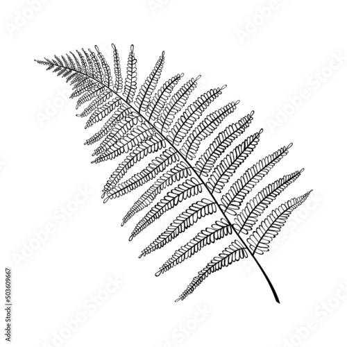 Large fern leaf realistic, line art. Herbs and plants of the forest. Tropical textures