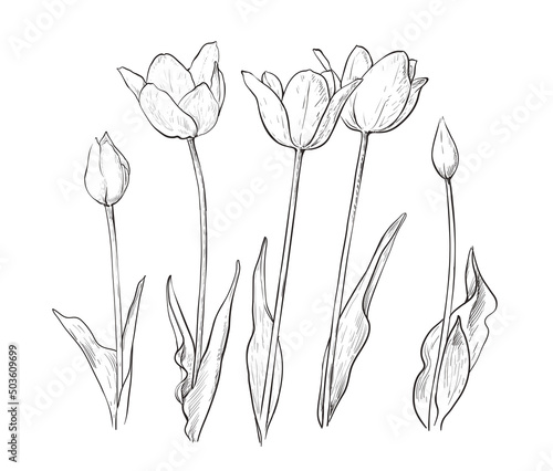 Drawing of tulip flowers monochrome vector illustration. Tulips line graphic design elements.