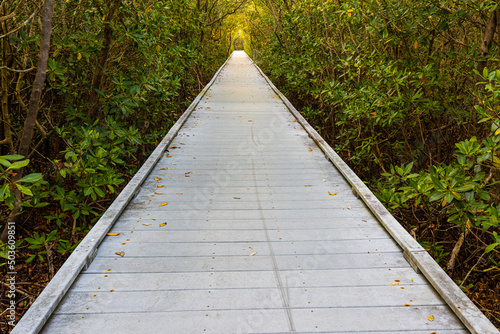 Boardwalk Through Mangrove Forest on The  Glover Bight Nature Trail, Rotary Park, Cape Coral, Florida, USA photo
