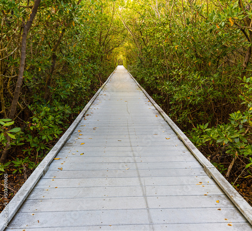 Boardwalk Through Mangrove Forest on The Glover Bight Nature Trail, Rotary Park, Cape Coral, Florida, USA