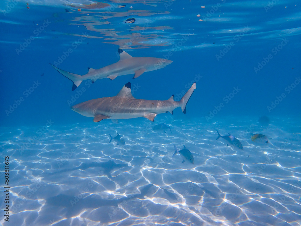 Fototapeta premium dolphins in the sea
