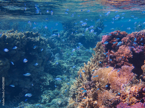 coral reef in sea in bora bora