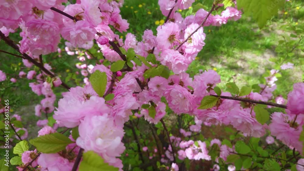 Branch of decorative almond, pink flowers and green leaves. Spring time, blurred background Branch of decorative almond, pink flowers and green leaves. Spring time, blurred background