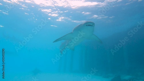 Tawny nurse shark nebrius ferrugineus swimming over rocky seabed on tropical coral reef photo