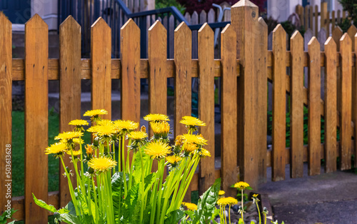 Nice wooden fence around house. Wooden fence with green lawn and flowers.