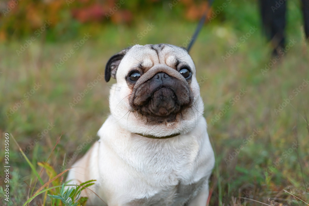 a serious thoughtful sad pug on a walk in autumn. close-up