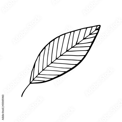 abstract leaf. vector illustration hand drawn in doodle style. scandinavian, minimalism. icon, sticker.