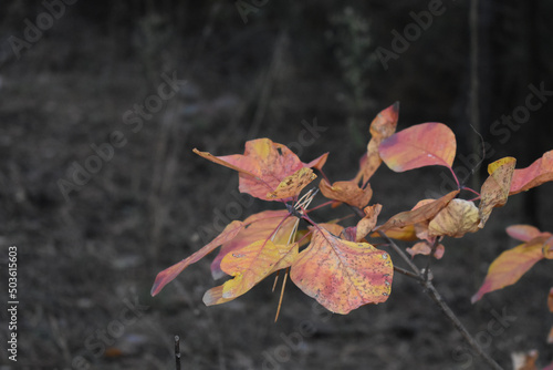 Close-up shot of autumn leaves on branches. photo