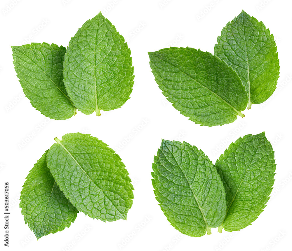 Mint isolated on white background Mint isolated on white background