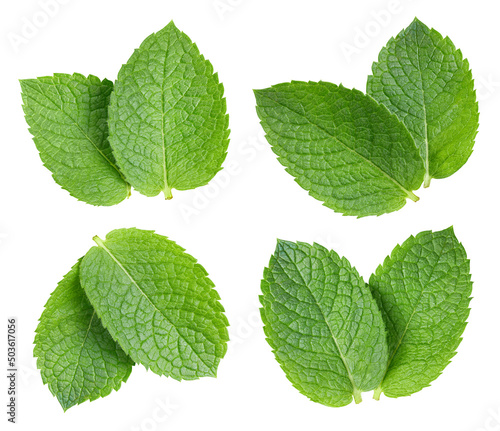 Mint isolated on white background