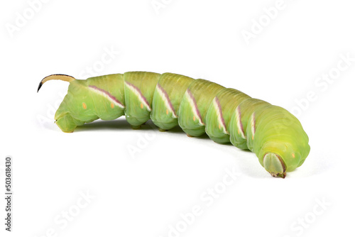 Green caterpillar Privet hawk moth (Sphinx ligustri) or moth butterfly (Sphingidae) on white. photo