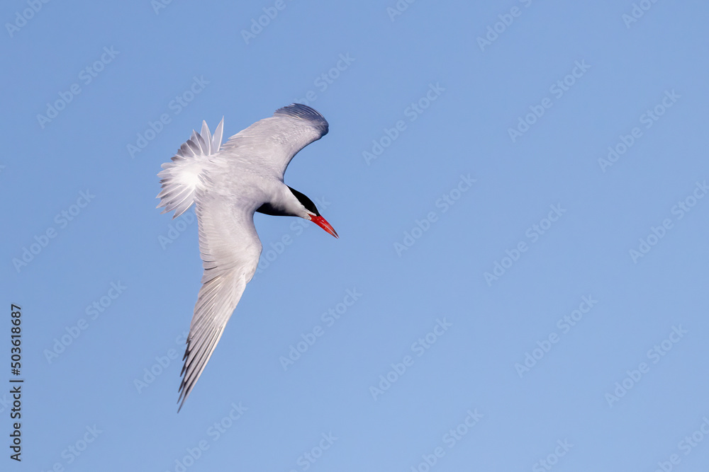 Fototapeta premium Caspian Tern