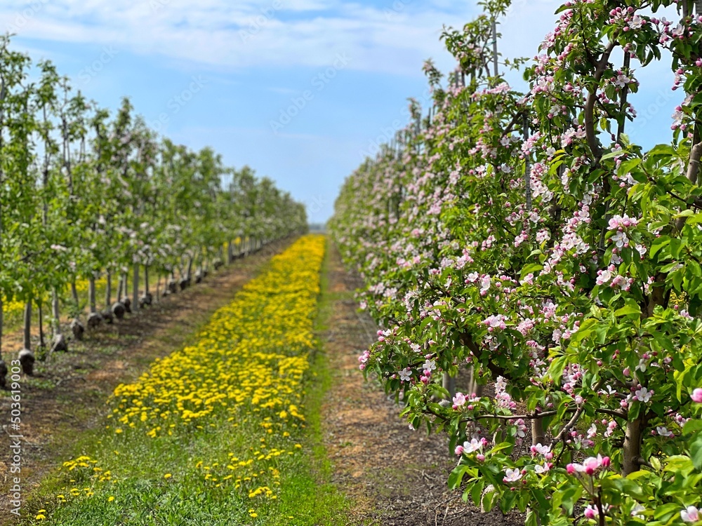 Apple flowering trees in the spring orchard. Beautiful sunny day in blossoming garden.