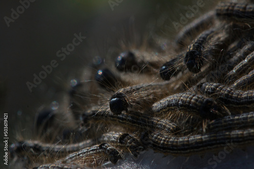 A nest of hairy caterpillars n the dark