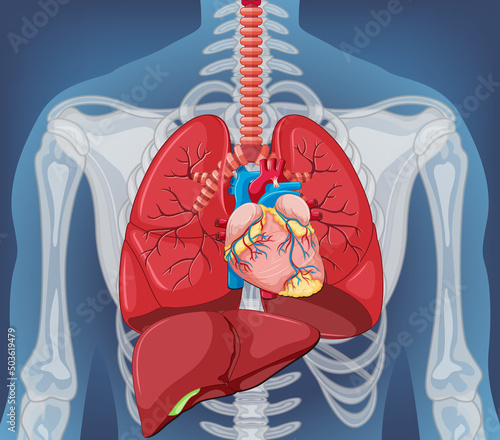 Human internal organ with lungs
