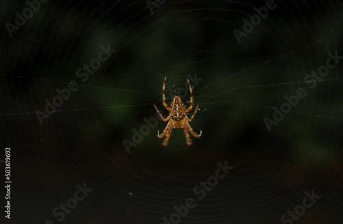 Spider on the web