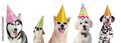 Cute funny dogs in party ha...