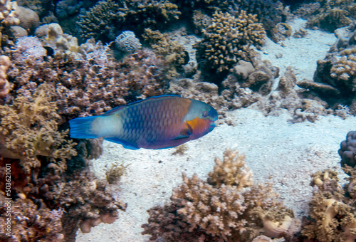A Rusty Parrotfish  Scarus ferrugineus  in the Red Sea  Egypt