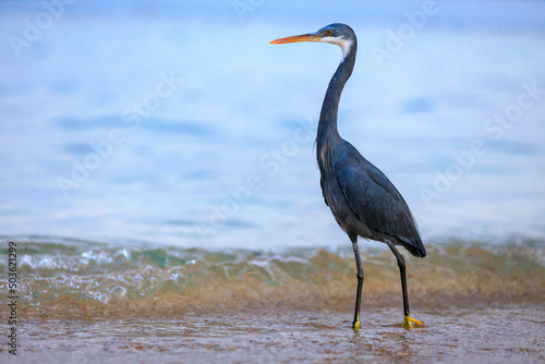 Fotografie Black-headed heron wading through the sea water at the beach.