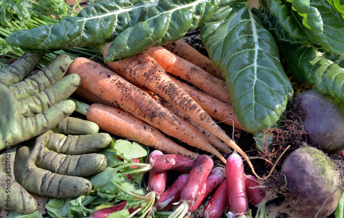 organic vegetables  freshly harvested from garden with gardening gloves