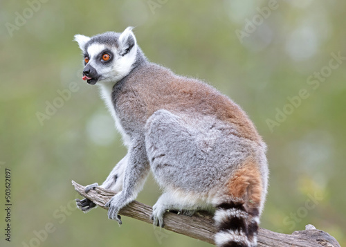 Lemur Catta (Maki) in nature