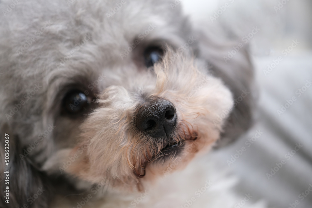 high angle view of one gray poodle dog raise head look up high angle view of one gray poodle dog raise head look up