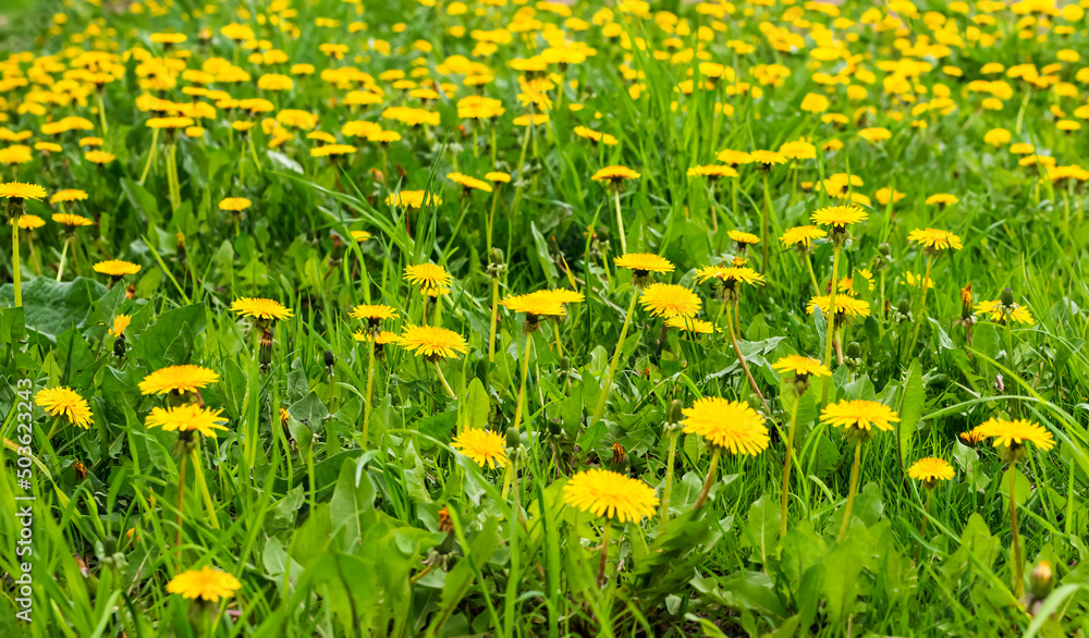 Meadow with green grass and yellow dandelion flowers Meadow with green grass and yellow dandelion flowers