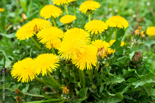 Wallpaper Mural Meadow with green grass and yellow dandelion flowers Torontodigital.ca