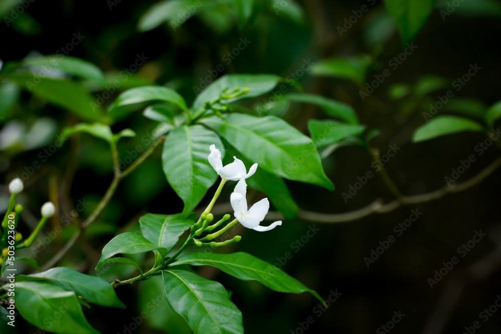white flower white flower