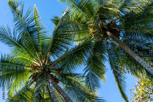 Beautiful high big palm tree forest and blue sky. Tropical exotic background