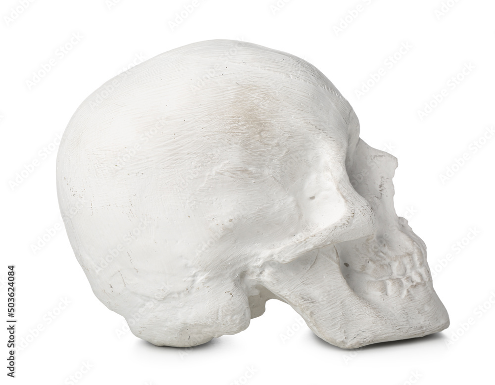 Human skull isolated on white background Human skull isolated on white background