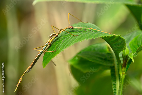 Close up of tropical stick insect r