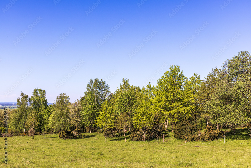 Forest edge by a meadow a sunny summer day Forest edge by a meadow a sunny summer day