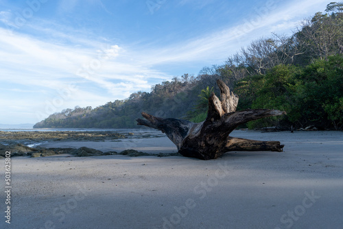Beautiful empty beach with big peace of drift wood. Tropical exotic beach in Costa Rica background