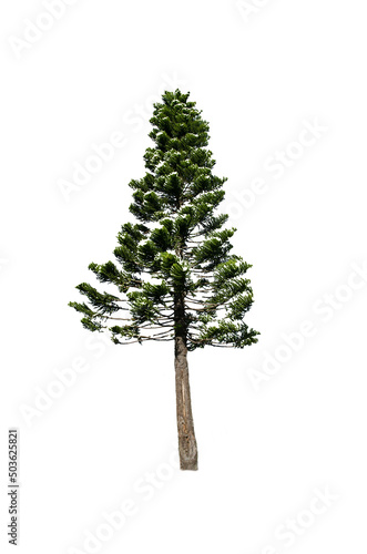 Small green pine tree isolated on white background.