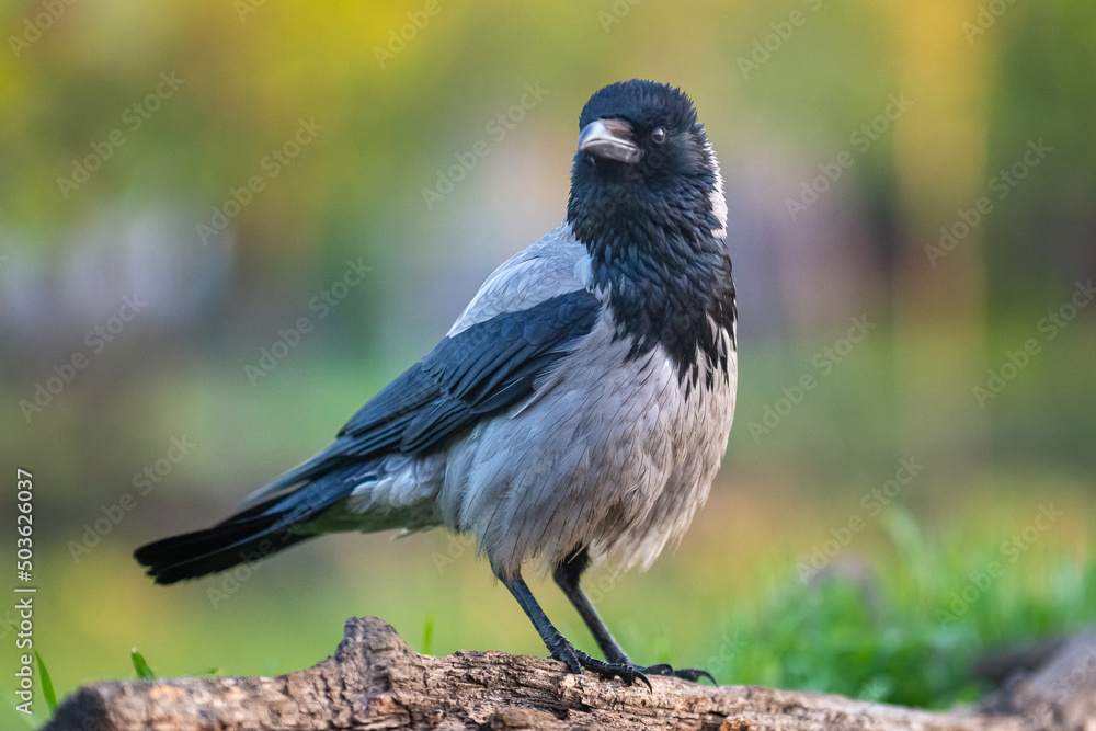 Obraz premium Wrona siwa łac. Corvus corone stojąca na pieńku i rozglądająca się na zielonym tle. Fotografia z Kisújszállás na Węgrzech.