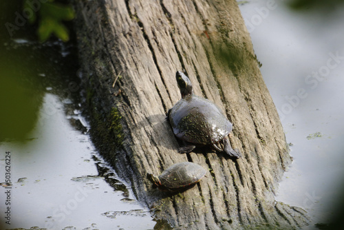 Mother and baby turtles on dry wood in turbid water trying to climb photo