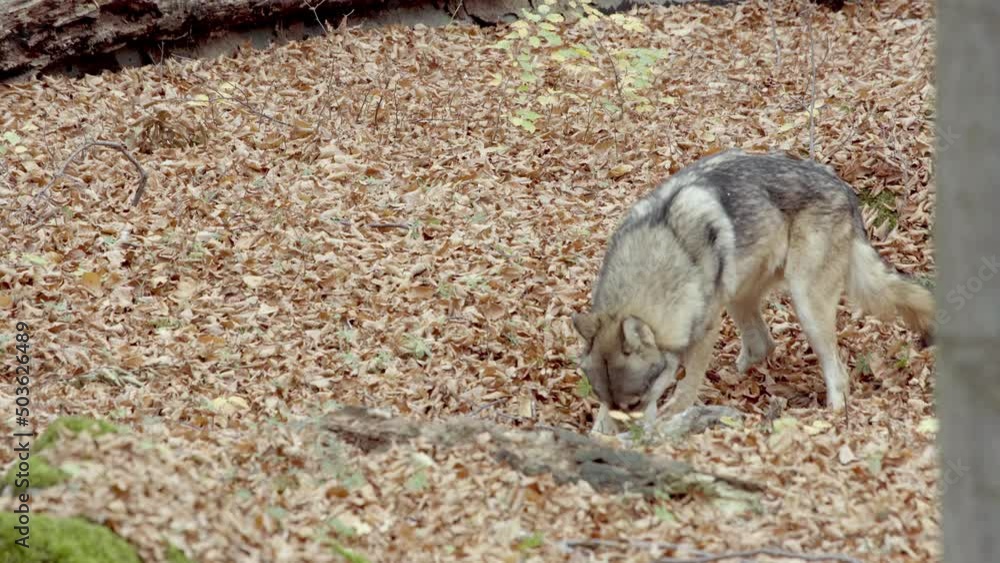 Gray wolf (Canis Lupus) playing in the autumn forest Gray wolf (Canis Lupus) playing in the autumn forest