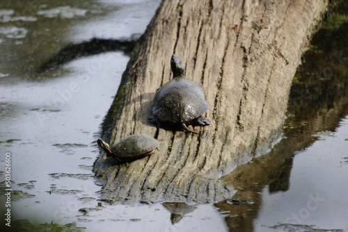 Mother and baby turtles on dry wood in a water trying to climb photo