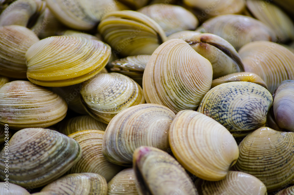 Fresh vongole clams freezing on ice at a fish market. Fresh vongole clams freezing on ice at a fish market.