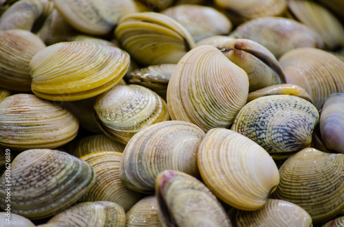 Fresh vongole clams freezing on ice at a fish market.